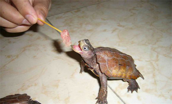 枫叶龟怎么养