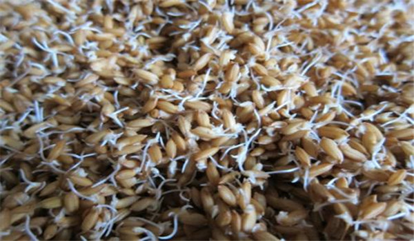 稻种催芽技术谈：稻种催芽有哪几种方法