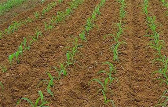 直播玉米的播种方式有哪些，各有什么特点？