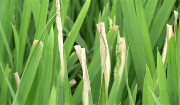 怎样防止杂交水稻的白叶枯病 用什么药治疗？