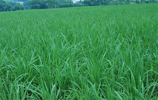 怎样抓好水稻机插秧的田间管理?