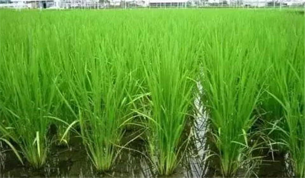 水稻需水量研究 水稻一生需要多少水