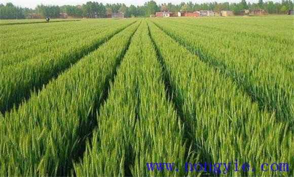 小麦为什么要喷锌肥 小麦缺锌的危害及喷锌方法