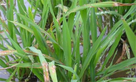 水稻叶瘟病、稻瘟病的分级标准及防治方法