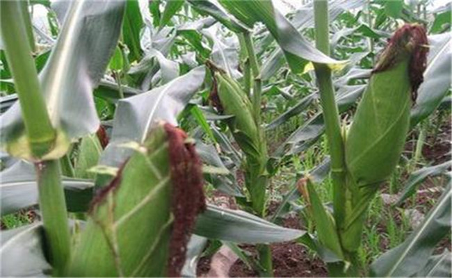 鲜食玉米高产栽培技术要点与方法