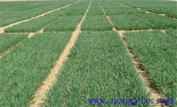 小麦病虫害的种类 小麦病虫害防治技术