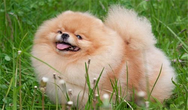 丝毛犬有哪些品种，如何购买与饲养丝毛犬