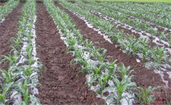 地膜覆盖玉米的栽培要求