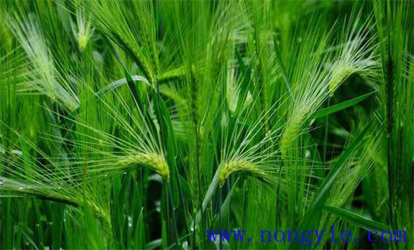 大麦种植的地区分布区域 大麦种植管理技术要点