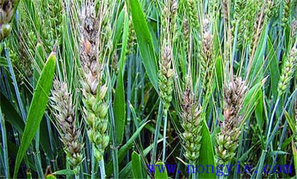 小麦赤霉病的发生规律