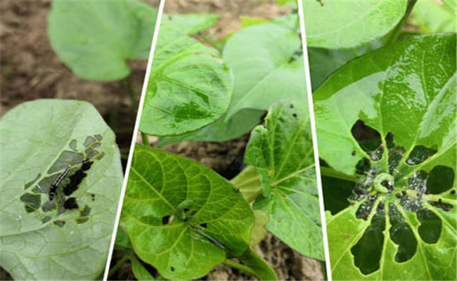 红薯的虫害有哪些，红薯虫害如何防治效果好？