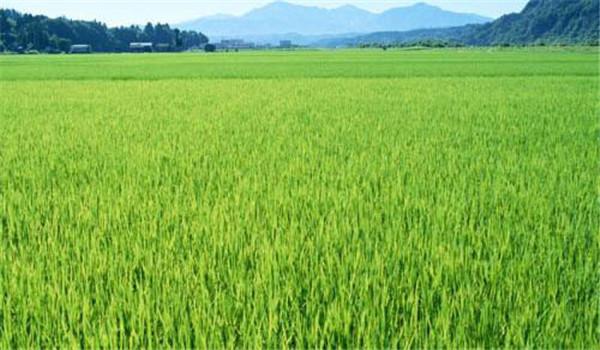 怎样提高水稻对光能的利用率?