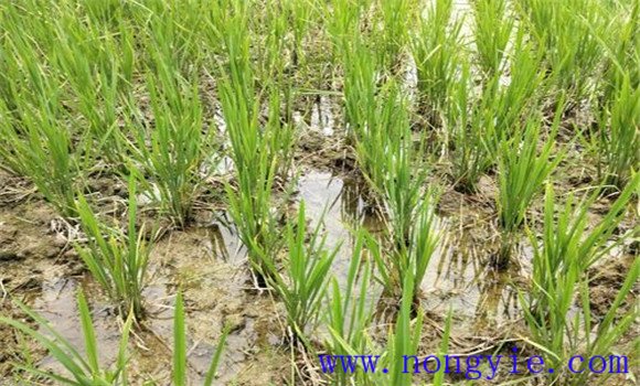 水稻矮缩病的症状特征、发病规律与防治方法