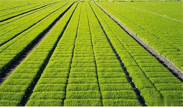 水稻旱育秧高产栽培技术要点