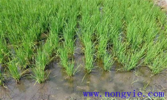 不同生长阶段的水稻湿润灌溉模式与方法