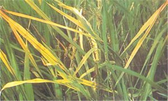 水稻黄叶是什么原因 水稻黄叶病用什么药防治