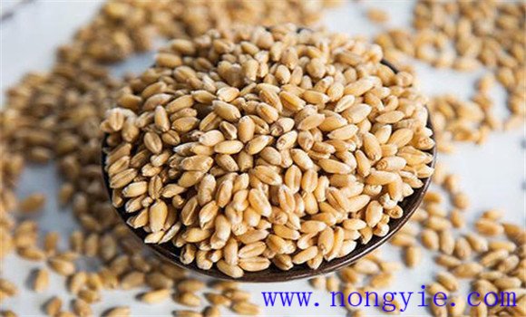 小麦种子质量标准是什么