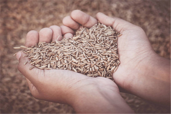种植优质水稻有哪些技术要求?
