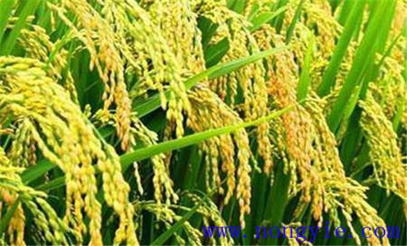 水稻精确定量栽培技术要点与措施简介