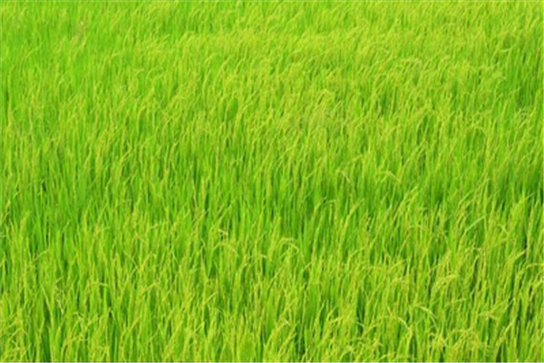 早稻高产栽培技术有哪些?