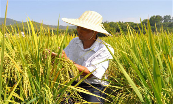 水稻后期田间管理要注意什么