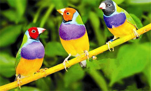 五彩文鸟有几个品种 五彩文鸟怎么分公母