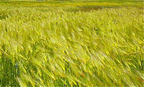 大麦的种植方法与技术要点