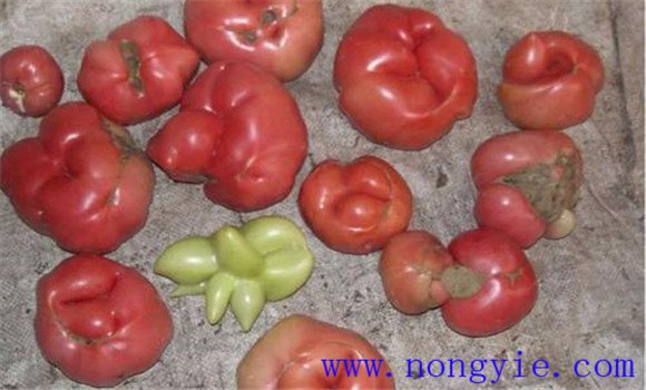 番茄僵果的形成原因是什么 番茄僵果用什么解除