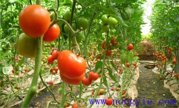 番茄成熟的季节是什么时候 番茄成熟期多少天