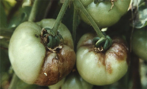 如何防治西红柿晚疫病