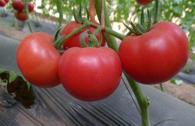 西红柿栽植方法