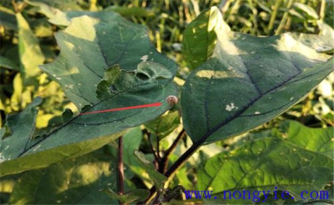 茄子灰霉病发病原因是什么 如何防治茄子灰霉病