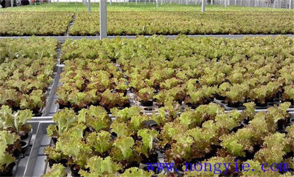紫叶生菜的培育和定植