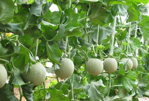 香瓜种植管理方法