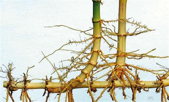 毛竹竹鞭生长规律是什么 毛竹竹鞭走向怎么判断
