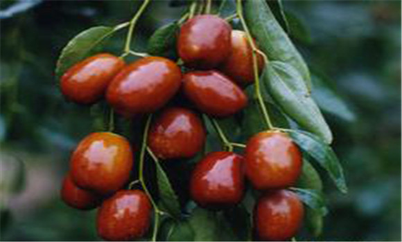 冬枣优秀品种沾冬2号主要特点及栽培方法