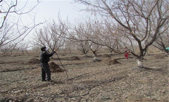 杏树春季管理技术要点 春季杏树种植管理方法