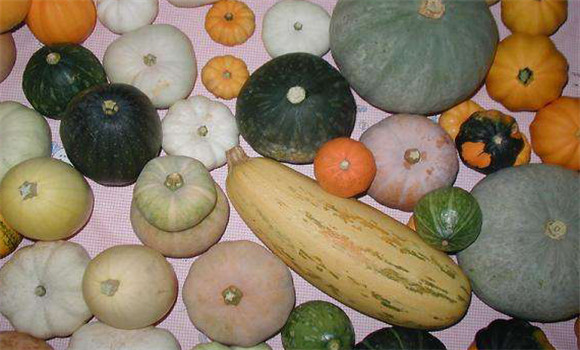 南瓜的种类有哪些 南瓜的品种常见的有几种