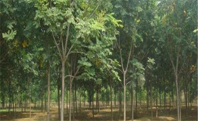 栾树介绍，栾树的生态习性与栽培管理要点