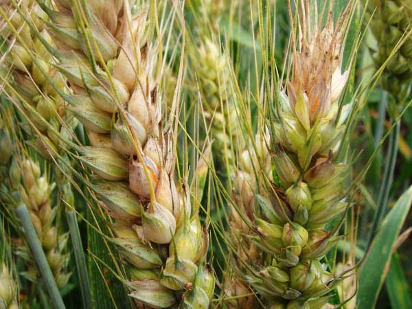 小麦赤霉病的防治的好方法