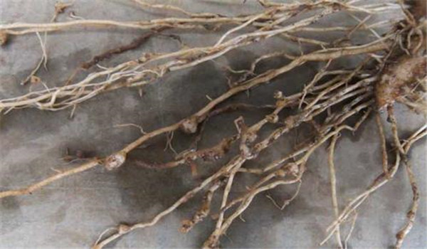 桃树根结线虫如何治疗，用什么药效果好一些？