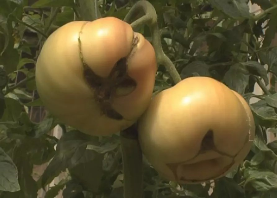 西红柿畸形果的原因