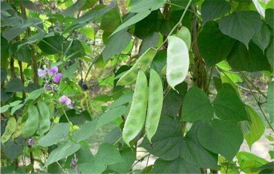 扁豆有哪些品种类型 扁豆栽培技术要点