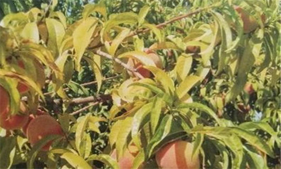 桃树缺钾是什么症状 出现桃树缺钾怎么办