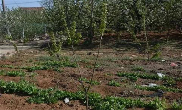 甜樱桃种植对土壤的要求 甜樱桃栽培技术