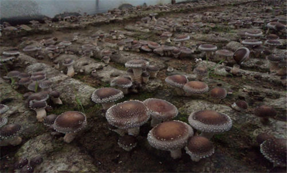 香菇生长发育对空气和土壤酸碱度的要求