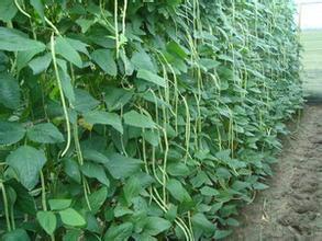 豆角整枝效益高 豆角种植方法