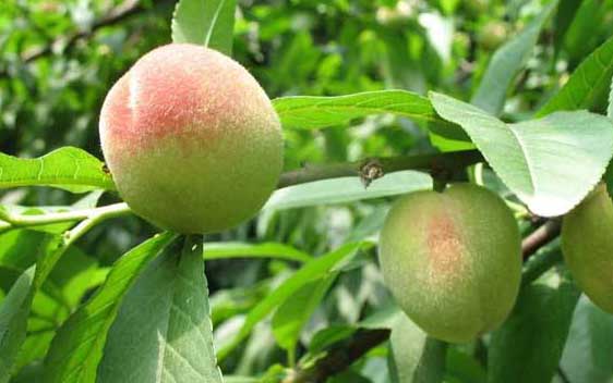常见的三种桃树繁殖方法简介