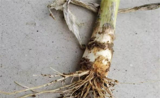大葱烂根的原因是什么？如何预防大葱烂根？