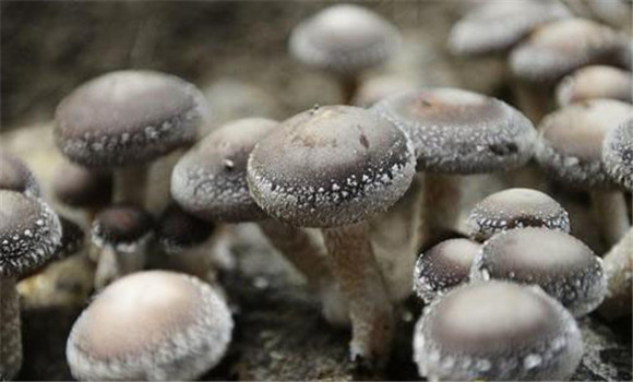 草菇病虫害防治技术 草菇栽培的杂菌与虫害有哪